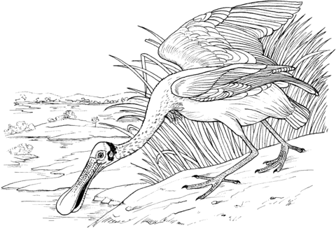 Roseate Spoonbill Bird Coloring Page